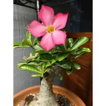 Natural Adenium Plant