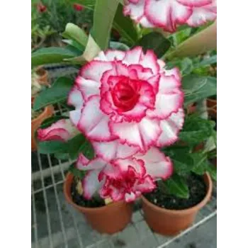 Natural Adenium Plant
