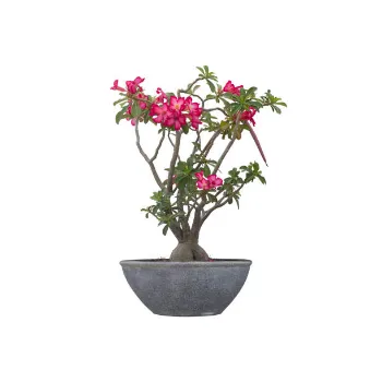 Adenium Plant