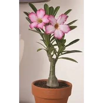  Adenium Plant