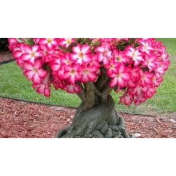 Organic Adenium Plant