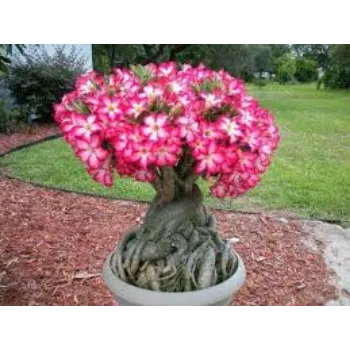 Natural Adenium Plant