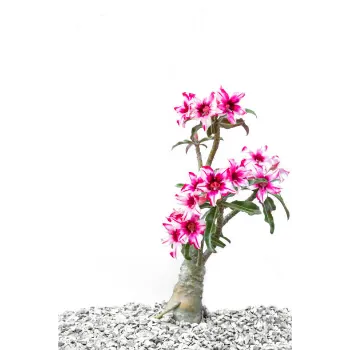  Adenium Plant