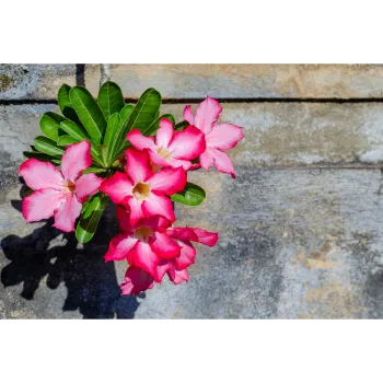 Adenium Plant