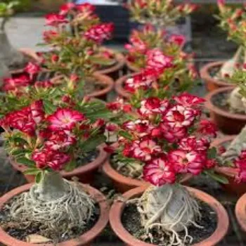 Natural Adenium Plant