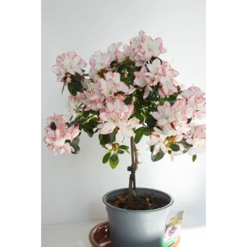  Adenium Plant