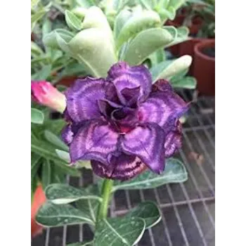 Organic Adenium Plant