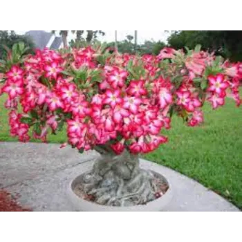 Natural Adenium Plants