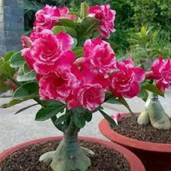 Organic Adenium Plants
