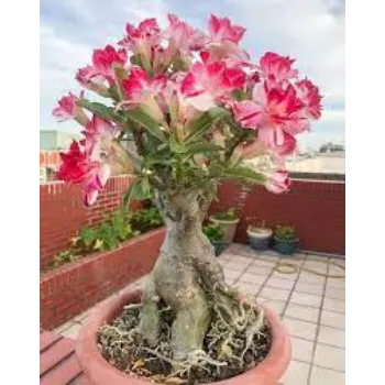Common Adenium Plants