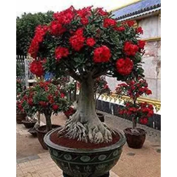 Fresh Adenium Plants
