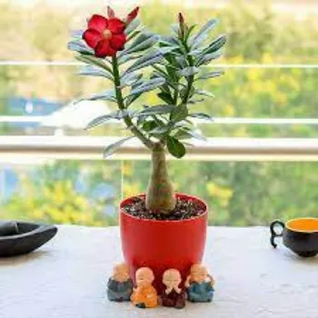 Organic Adenium Plants