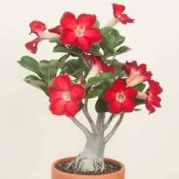 Organic Adenium Plant