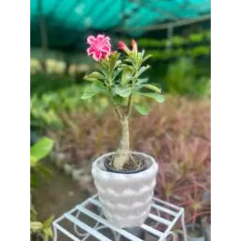 Organic Adenium Plant