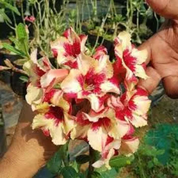 Fresh Adenium Plant