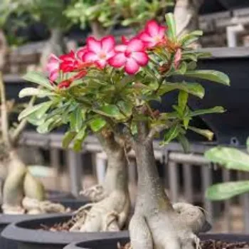 Natural Adenium Plant