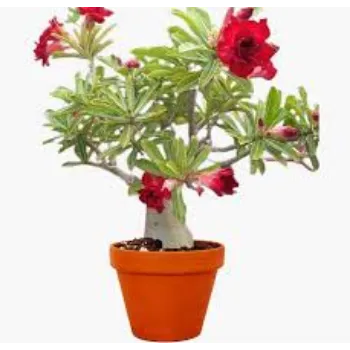 Natural Adenium Plants