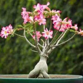 Organic Adenium Plant