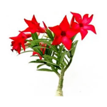 Organic Adenium Plant