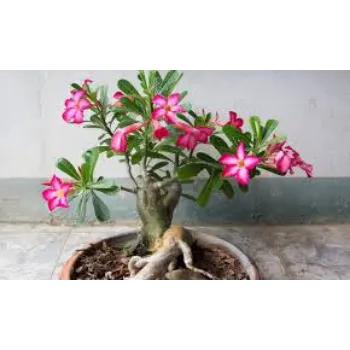Fresh Adenium Plant