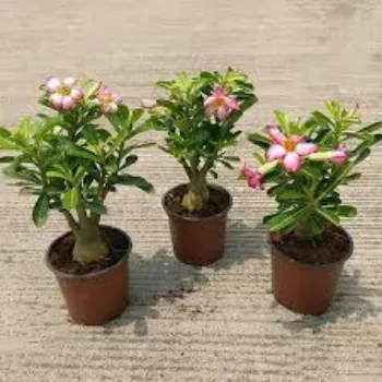 Natural Adenium Plants