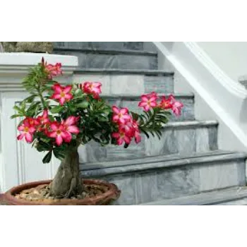Organic Adenium Plants