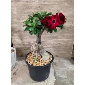 Natural Adenium Plant