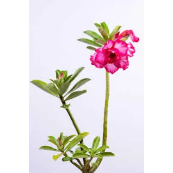 Organic Adenium Plants