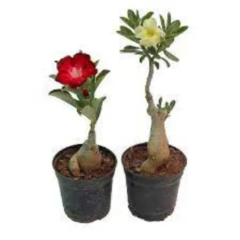 Organic Adenium  Plant