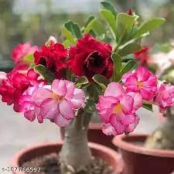 Natural Adenium Plants