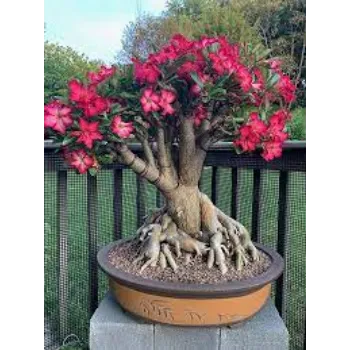 Organic Adenium  Plants