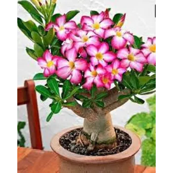 Natural Adenium Plants