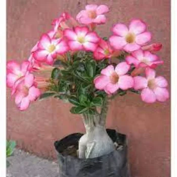 Organic Adenium Plants