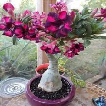 Natural Adenium Plants