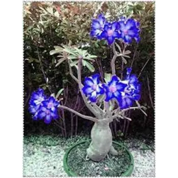 Natural Adenium Plants