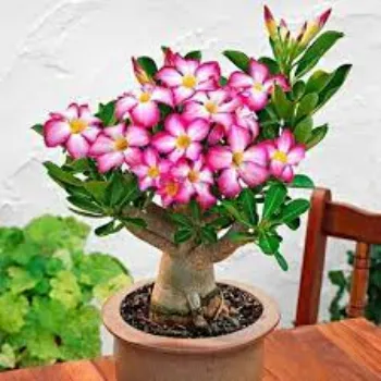 Natural Adenium  Plants