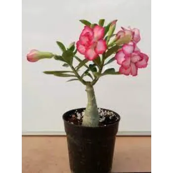 Organic Adenium Plants