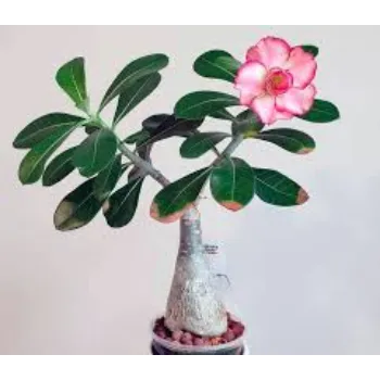Fresh Adenium Plant