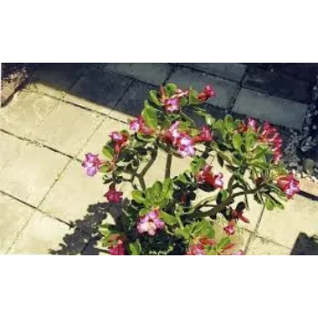 Natural Adenium Plant