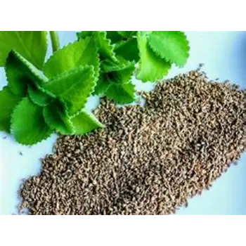Common Ajwain