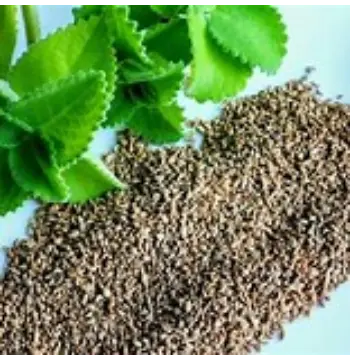 Fresh Ajwain