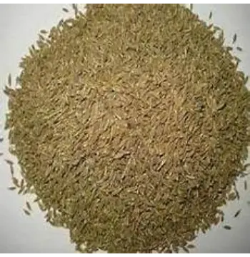 Fresh Ajwain