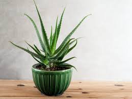 Aloe vera plants