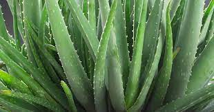 Aloe vera plants