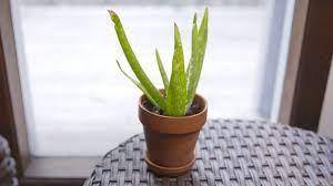 Aloe vera plants