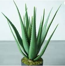 Aloe vera plants