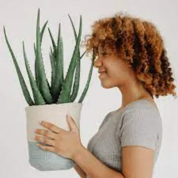 Organic Aloe Vera Plants