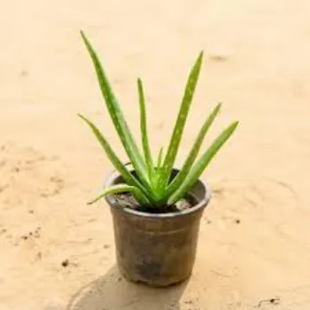 RAJESWARI NURSERY Aloe Vera Plants