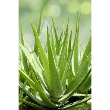 Natural Aloe Vera Plants