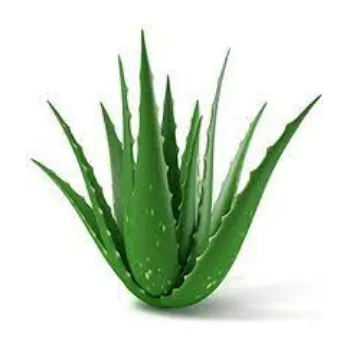  Aloe Vera Plants